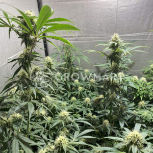 Critical_Poison_Fast_Feminizované_semínka_konopí