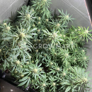 Critical_Poison_Fast_Feminizované_semínka_konopí