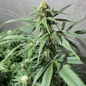 Critical_Poison_Fast_Feminizované_semínka_konopí