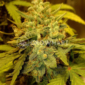 Critical_Soma_Feminizovana_seminka_konopi