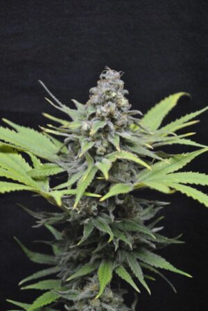 CBD Crew - Critical mass | Feminized hemp seeds - Image 5