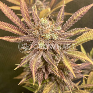 Crystal_Candy_Feminizovaná_semínka_konopí