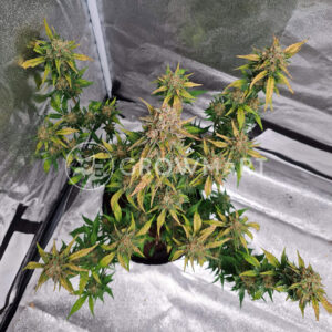 Crystal_Candy_Auto_Autoflowering_semínka_konopí