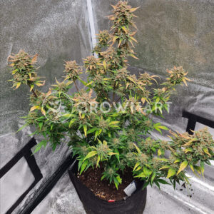 Crystal_Candy_Auto_Autoflowering_semínka_konopí