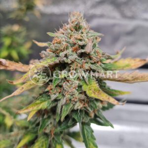 Crystal_Candy_Auto_Autoflowering_semínka_konopí