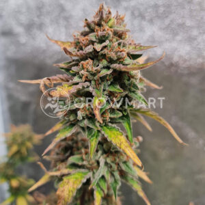 Crystal_Candy_Auto_Autoflowering_semínka_konopí
