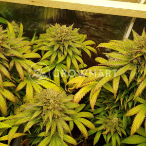 Crystal_Candy_F1_Fast_Version_Feminizovaná_semínka_konopí