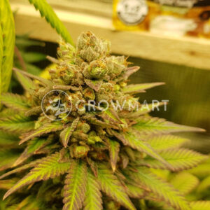 Crystal_Candy_F1_Fast_Version_Feminizovaná_semínka_konopí