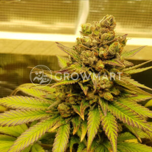 Crystal_Candy_F1_Fast_Version_Feminizovaná_semínka_konopí