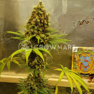 Crystal_Candy_F1_Fast_Version_Feminizovaná_semínka_konopí