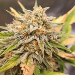 Crystal_Candy_XL_Auto_Autoflowering_semínka_konopí