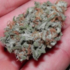Buddha Seeds - BUDDHA DEIMOS AUTO | Autoflowering cannabis seeds - Image 7
