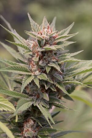 Royal Queen Seeds - DIESEL AUTOMATIC | Hemp autoflowering seeds - Image 8