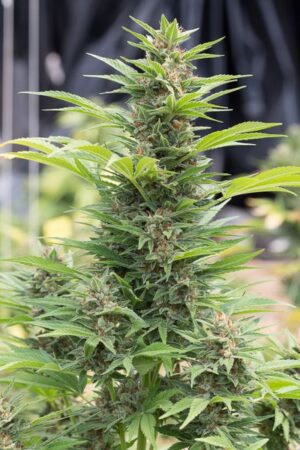 Royal Queen Seeds - DIESEL AUTOMATIC | Hemp autoflowering seeds - Image 7