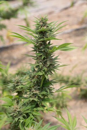 Royal Queen Seeds - DIESEL AUTOMATIC | Hemp autoflowering seeds - Image 6