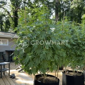 DURBAN_DEW_seminka_konopi_2