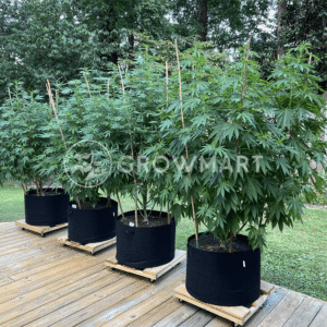 DURBAN_DEW_seminka_konopi_1