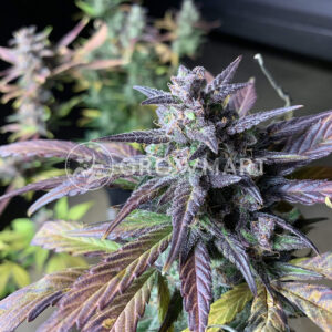 Dark_Devil_Auto_Autoflowering_semínka_konopí