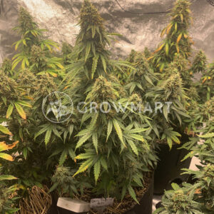 Dark_Purple_Auto_Samokvetoucí_semínka_konopí