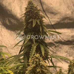 Dark_Purple_Auto_Samokvetoucí_semínka_konopí
