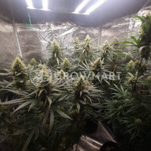 Dedoverde_Haze_seminka_konopi