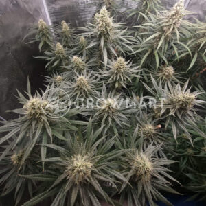 Dedoverde_Haze_seminka_konopi