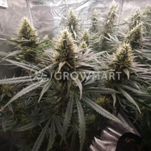 Dedoverde_Haze_seminka_konopi