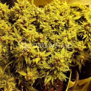 Deep_Mandarine_Feminizované_semínka_konopí