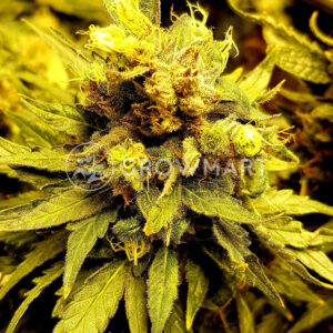 Deep_Mandarine_Feminizované_semínka_konopí