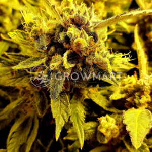 Deep_Mandarine_Feminizované_semínka_konopí
