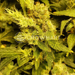 Deep_Mandarine_Feminizované_semínka_konopí