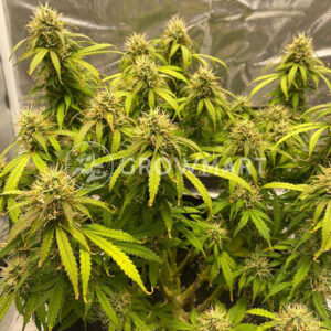 Deimos_Autoflowering_semínka_konopí