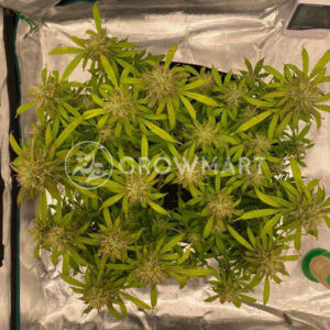 Deimos_Autoflowering_semínka_konopí