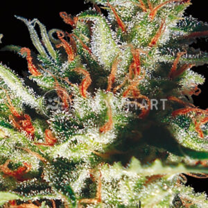 Delhi_Cheese_Auto_Samonakvetaci_seminka_konopi