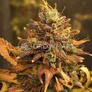 Delicious_Candy_Feminizované_semínka_konopí
