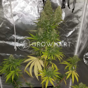 Delicious_Candy_Auto_Samokvetoucí_semínka_konopí
