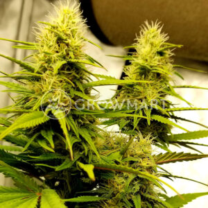 Delicious_Candy_Auto_Samokvetoucí_semínka_konopí