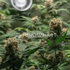 Delicious_Candy_Regular_seminka_konopi