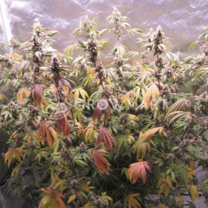 Delicious_Cookies_seminka_konopi