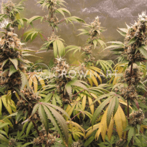 Delicious_Cookies_seminka_konopi