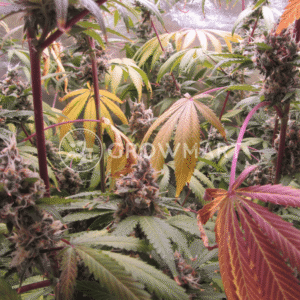 Delicious_Cookies_seminka_konopi