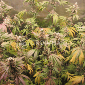 Delicious_Cookies_seminka_konopi