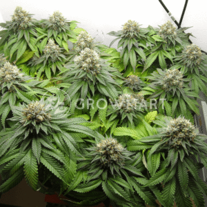 Delimed_CBD_Plus_seminka_konopi
