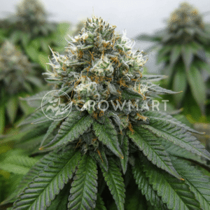 Delimed_CBD_Plus_seminka_konopi