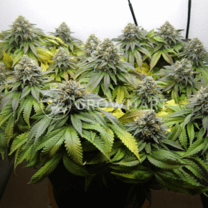 Delimed_CBD_Plus_seminka_konopi
