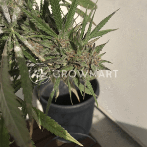 Descojack_seminka_konopi