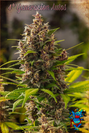 Devil-Cream-Autoflower-Feminized-Growshop-Growmart
