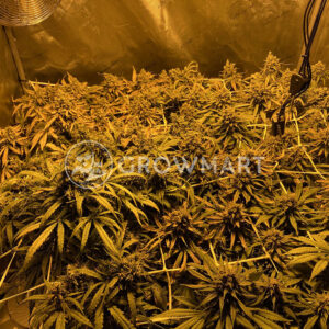 Devil_Cream_Auto_Autoflowering_semínka_konopí