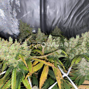 Devil_Cream_Auto_Autoflowering_semínka_konopí