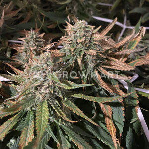Devil_Cream_Auto_Autoflowering_semínka_konopí